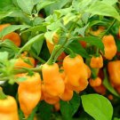 50 Hot Pepper Habanero Seeds