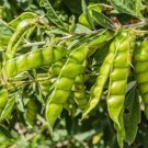 50 Pigeon Peas Seeds
