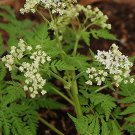 20 Sweet Cicely Seeds Herb Seeds Need Cold To Germinate