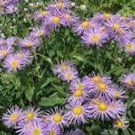 S 100 Aster New York Flower Seeds