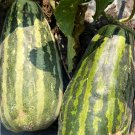 50 Boyang9 Melon Seeds Organic
