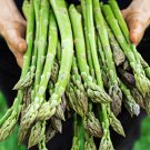 100Mary Washington Asparagus Seeds