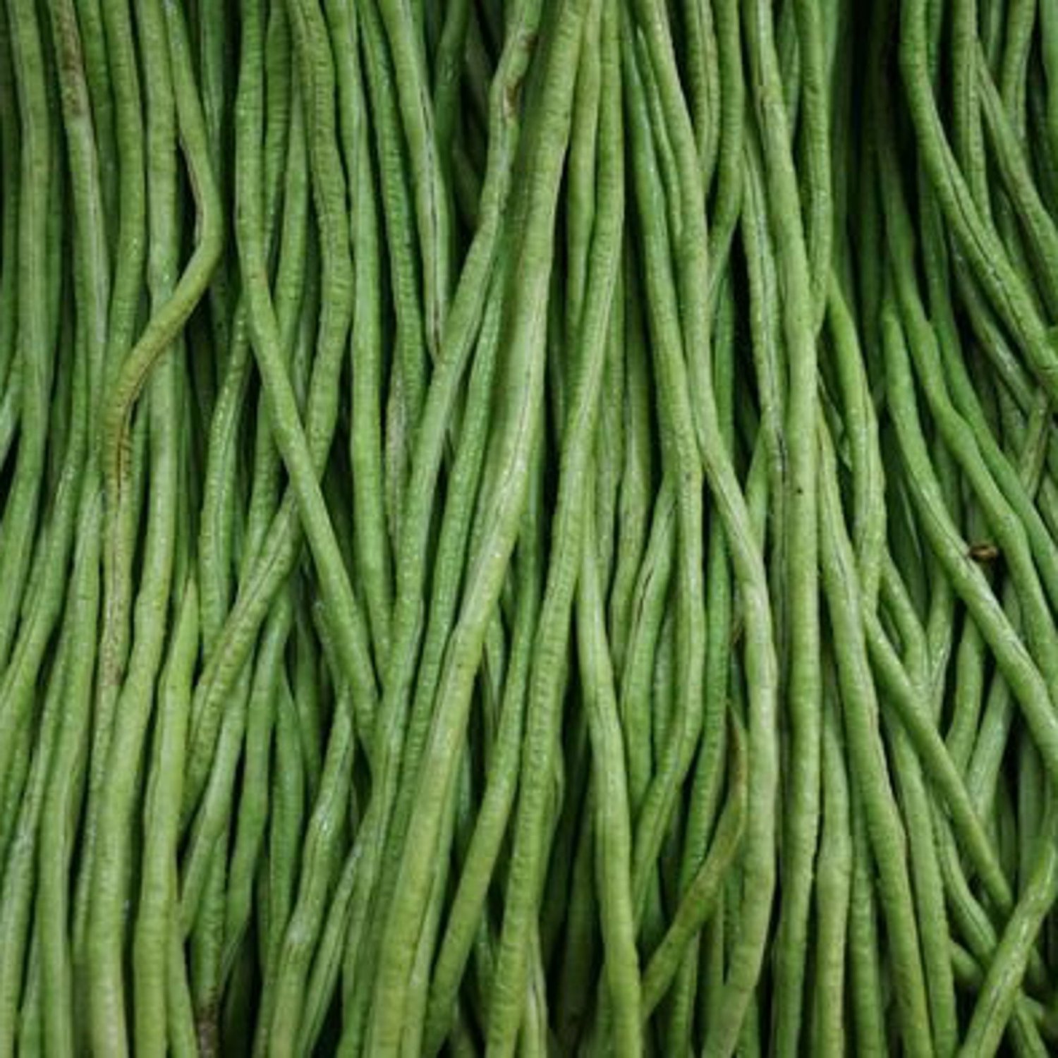 50 Orient Wonder Bean Seeds