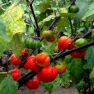 50 Thai Eggplant Red Ruff Seeds