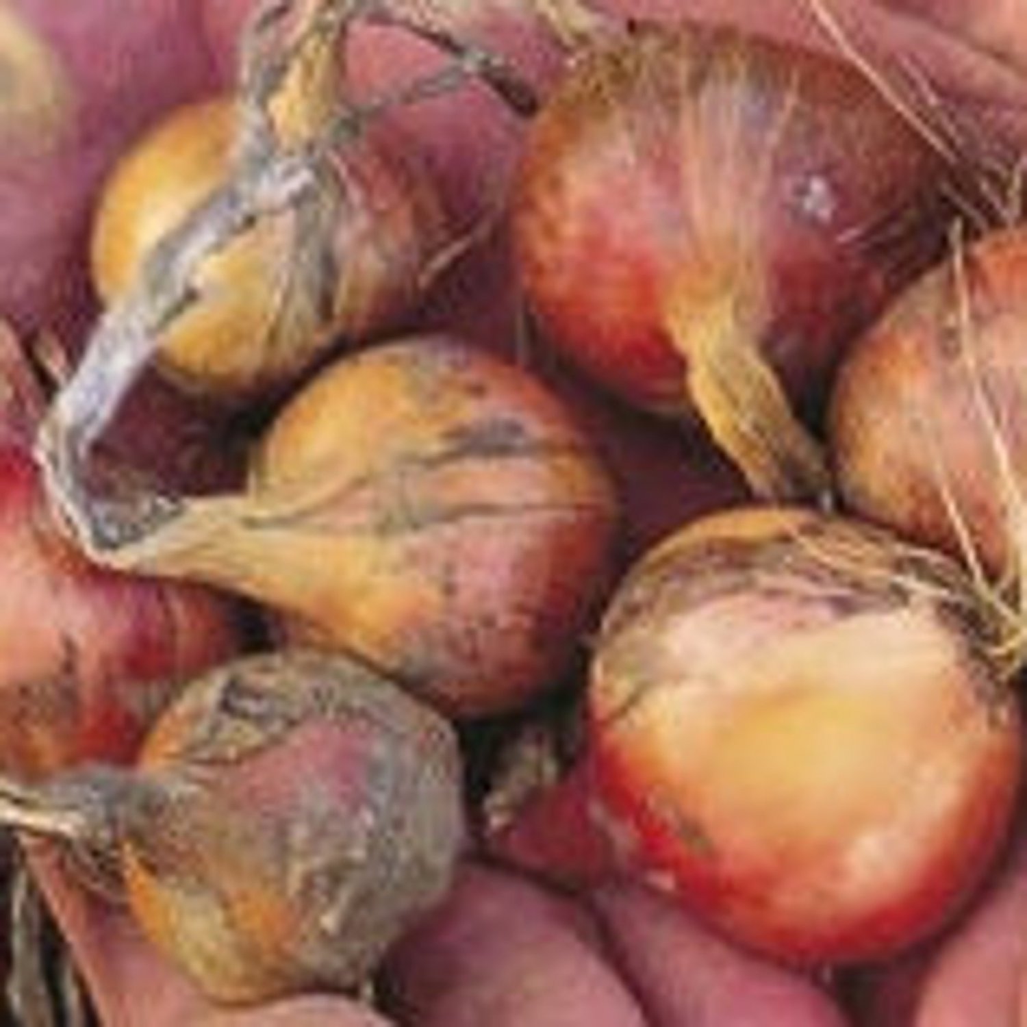 20 Shallots Ambition Seeds
