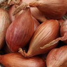20 Davidor Shallot Seed