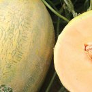 10 Fortuna Melon Seeds