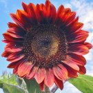50 Red Sun Sunflower Seeds