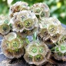 50 Starflower Flower Seeds