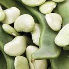 10 King Of The Garden Bean Seeds