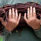 50 Thai Purple Bush Bean Seeds