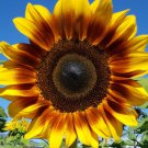 10 Procut Bicolor Sunflower Seeds