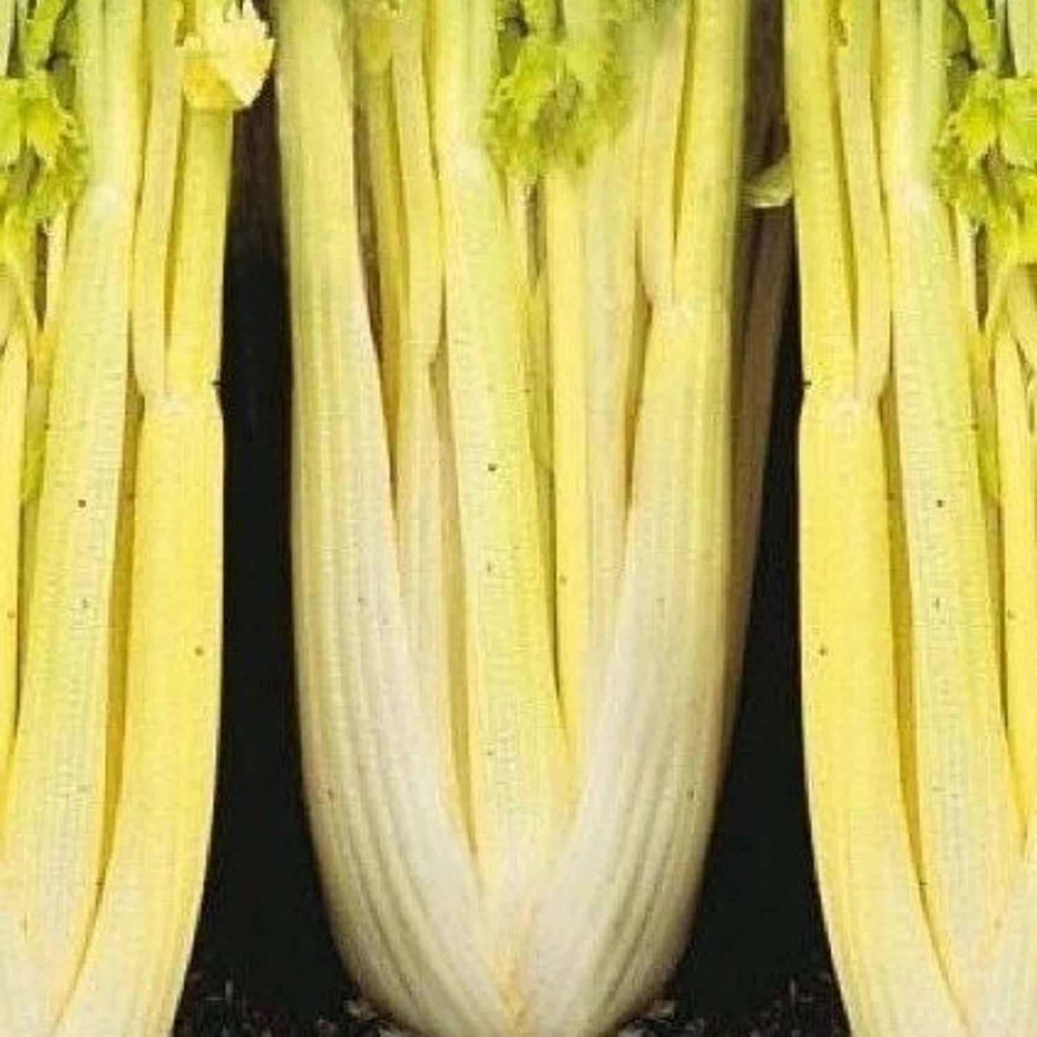 1000 Giant Golden Pascal Celery Seeds