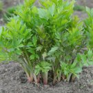 50Lovage Herb Seeds