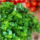 200Herb Italian Oregano Seeds