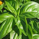 200Herb Genovese Basil Seeds