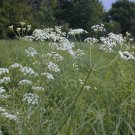 50 Wild Dill Seeds