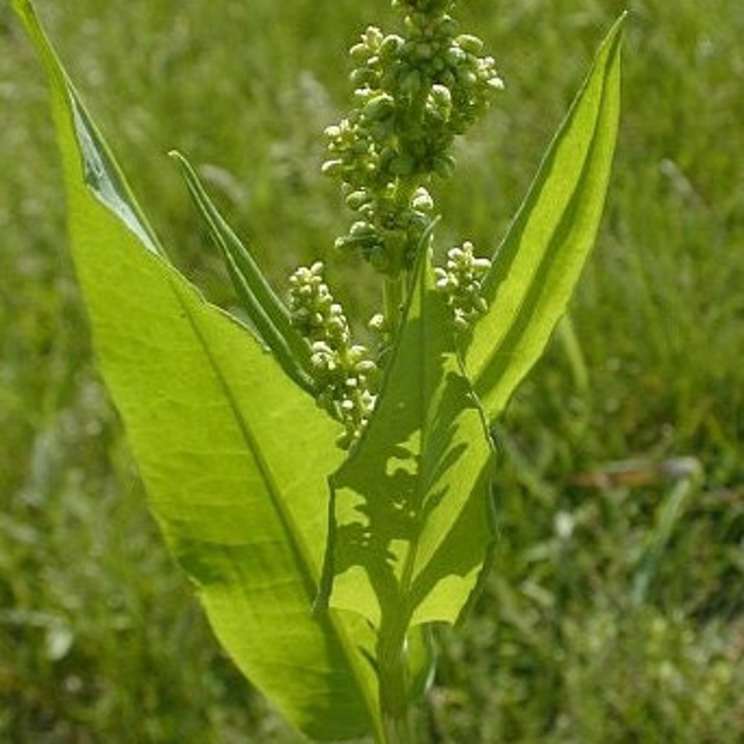 200 Pale Dock Seeds
