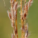 500 Indian Grass Seeds