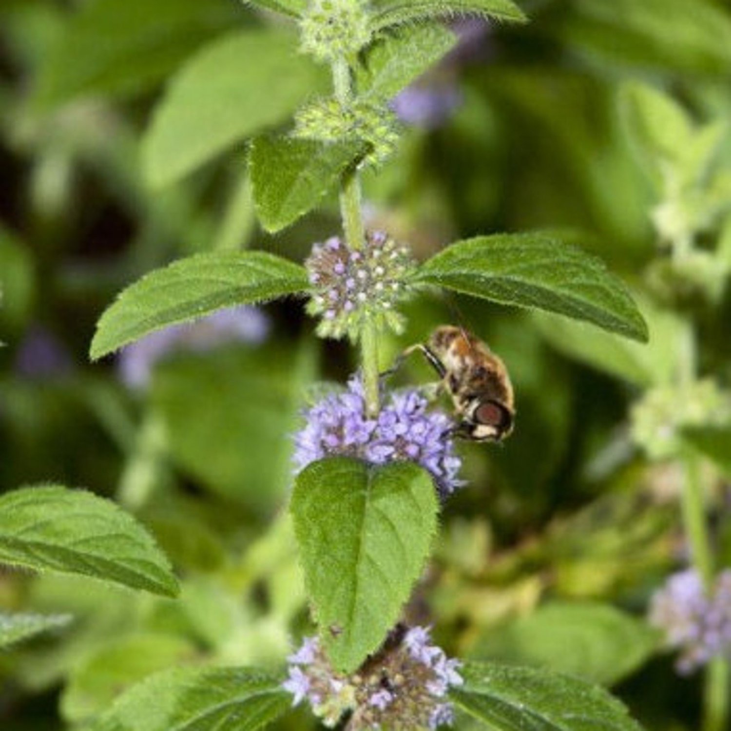 100 Wild Mint Seeds