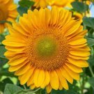 20 Procut Gold Lite Dmr Sunflower Seeds