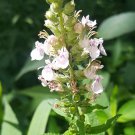 50 Wild Basi American Germander Seeds