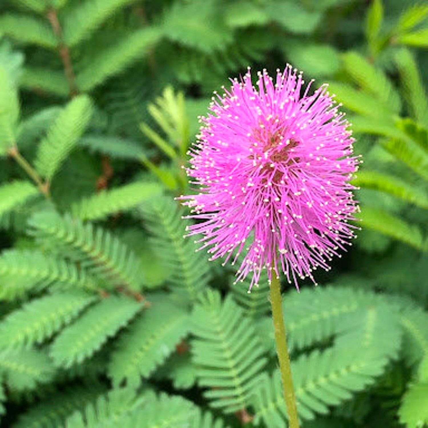 20 Sensitive Mimosa Seeds