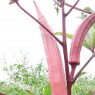 20 Japanese Pink Okra Okinawa Seeds Organic