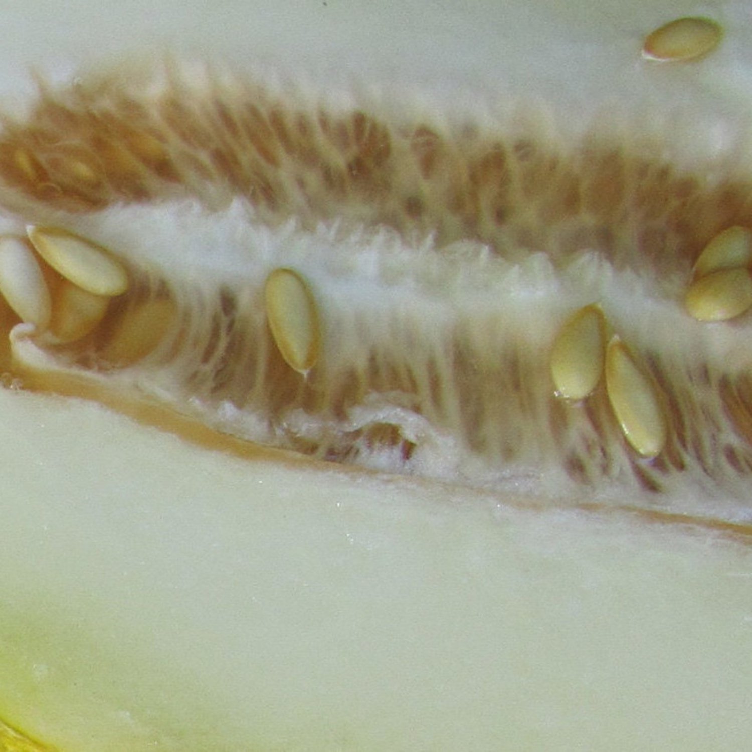 10 Lesya Melon Seeds