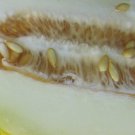 10 Lesya Melon Seeds