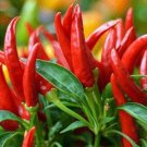 50 Thai Hot Ornamental Seeds