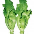 500 Chinese Mustard Shuidong Seeds