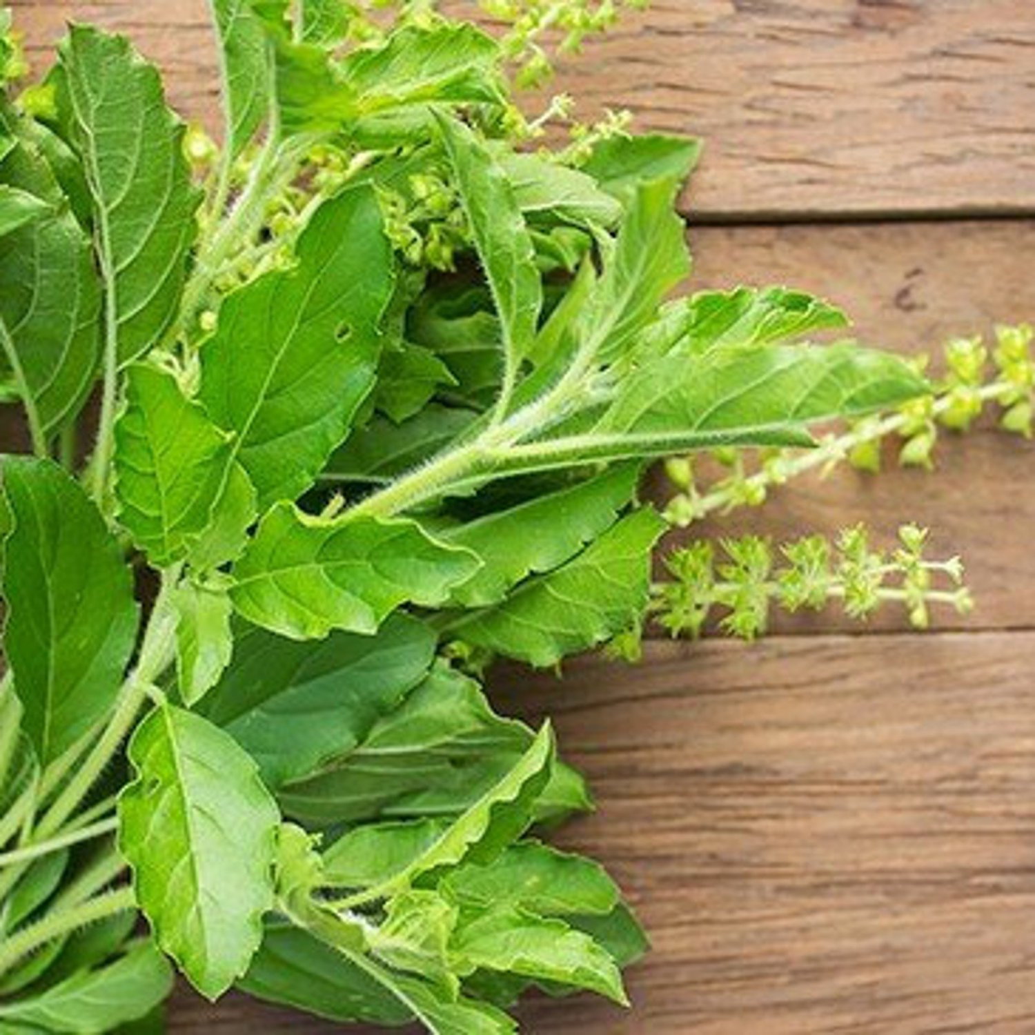 500Thai Holy Basil Green Leaf Seeds