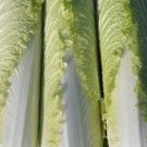 100 Pagoda 70 Chinese Cabbage Seeds
