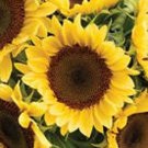20 Procut Peach Sunflower Seeds