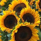 20 Procut Orange Sunflower Seeds