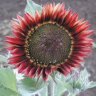 10 Sunflower Floristan Seeds