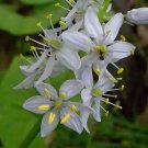 20 Wild Hyacinth Wildflower Seeds