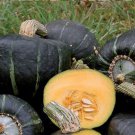 50 Winter Squash Burgess Buttercup Seeds