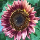 Procut Plum Sunflower 10 Seeds
