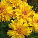 100 Lance Leaf Coreopsis Seeds