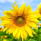25 Country Roads Sunflower Seeds