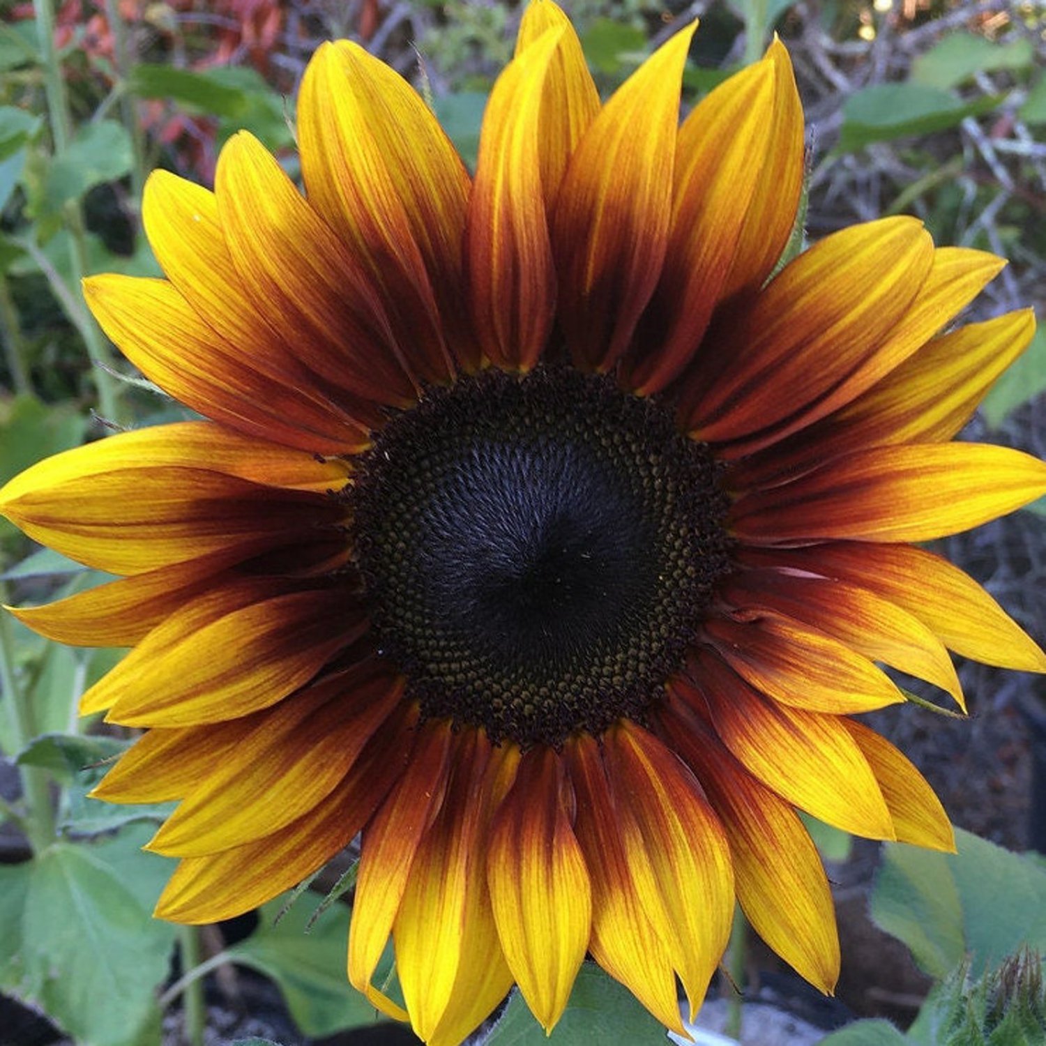 20 Firecracker Sunflower Seeds