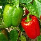 100 Giant Keystone Resistant Pepper Seeds