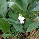 10 Lily Of The Valley Bare Root Plants Organic