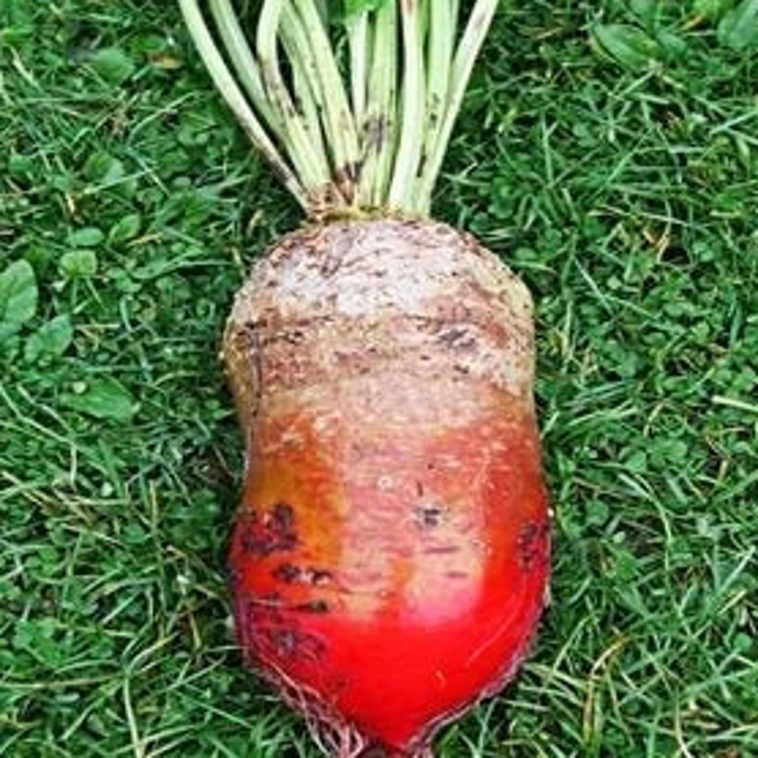 200Red Mammoth Mangel Beet