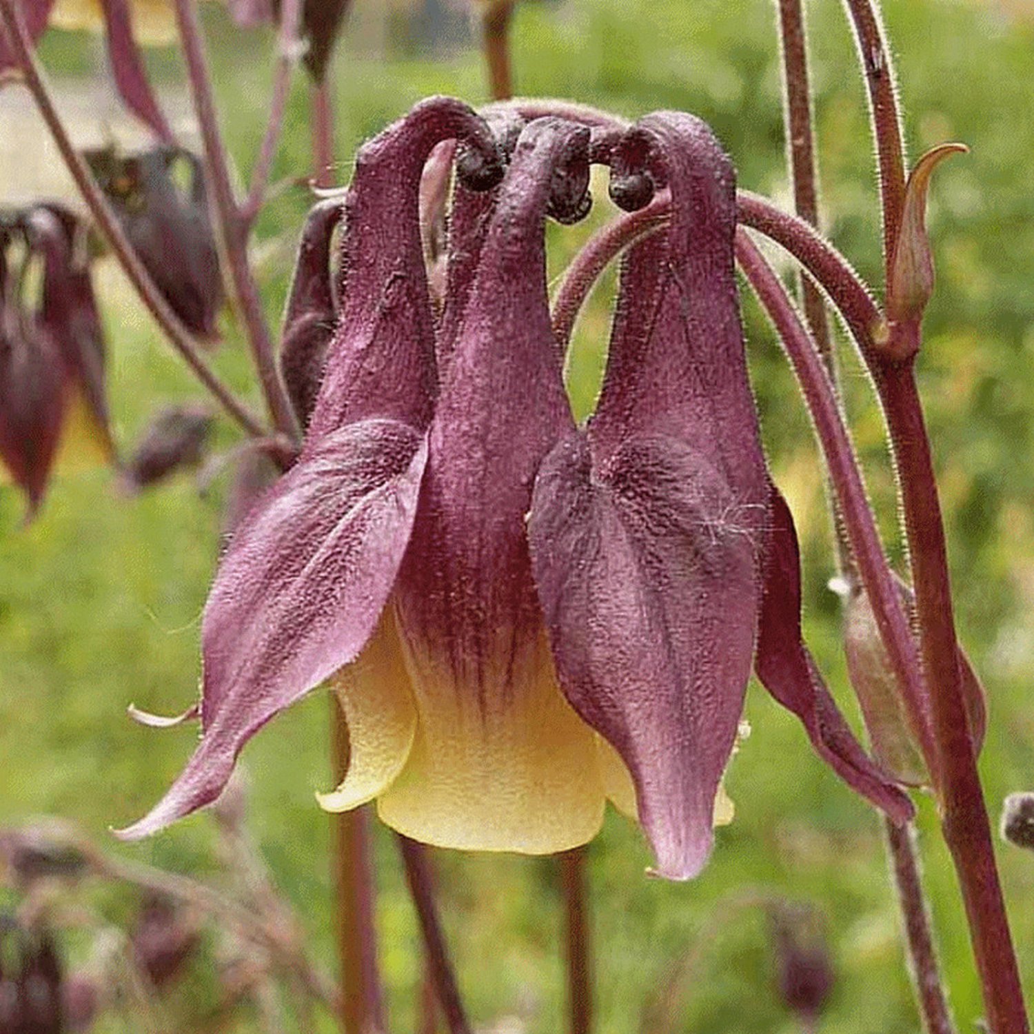 200Oriental Columbine