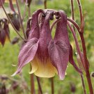 200Oriental Columbine