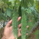 10 India Bitter Melon