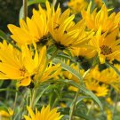 50 Maximillian Sunflower